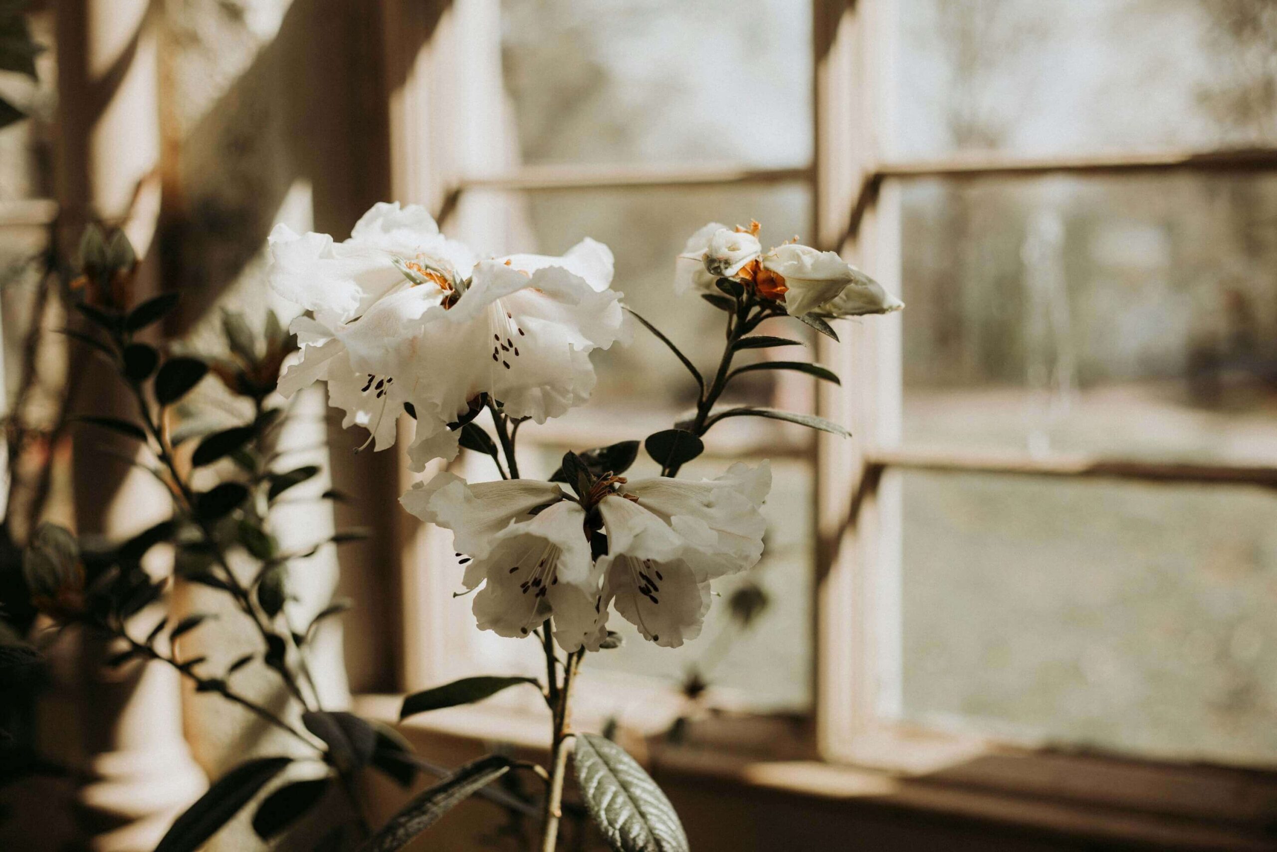 White flower in a vase on a window sill